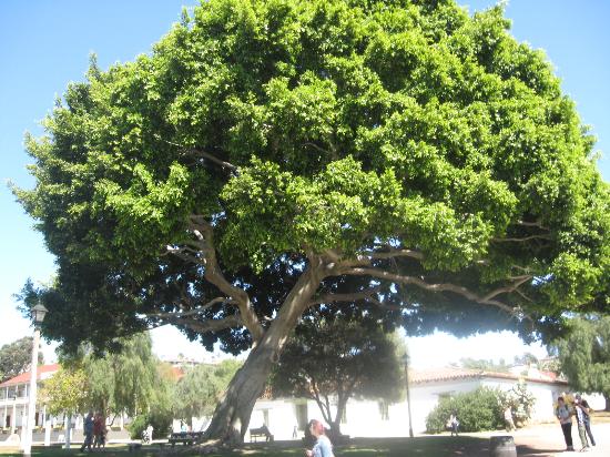 beautiful-mature-trees.jpg