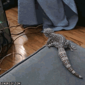 lizard-makes-a-leap-to-save-the-computer-world