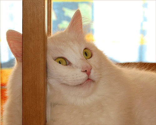 funny-whatever-bored-cat-animated-gif.gif