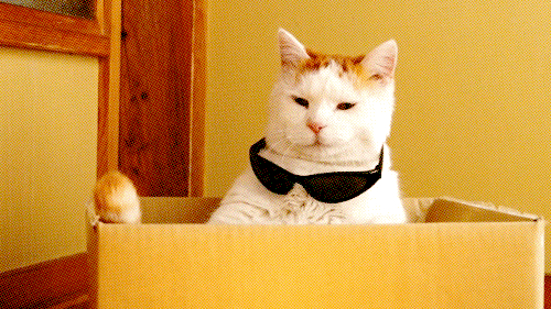 545ca6b2065ca20dff4cf303f90e9f6d.gif