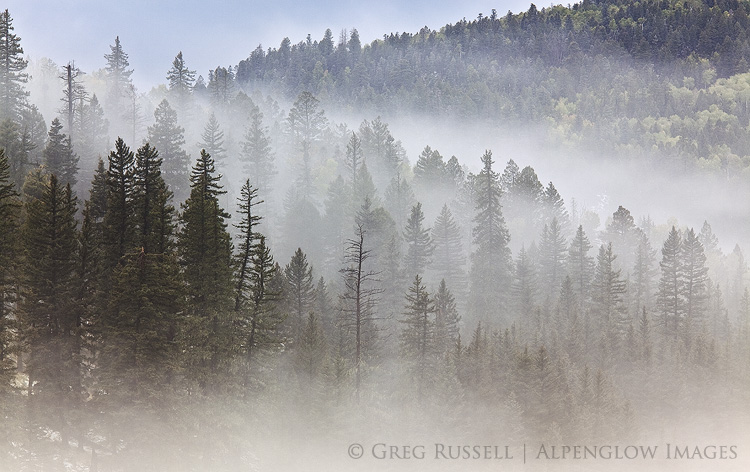 valles-caldera-fog-trees1a.jpg