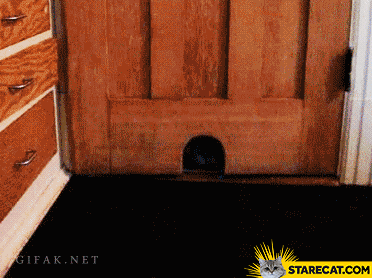 fat-cat-cant-make-it-through-the-door-animation.gif