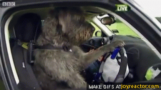 dog-wolf-car-accident-1534938.gif