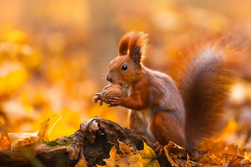 autumn-photography-nature-26__880.jpg