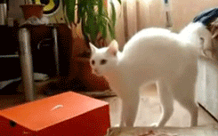 5SdON1p.gif