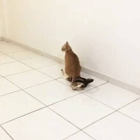 animals-exlpode-laughter_ezgifcom-video-to-gif-1526369977.gif
