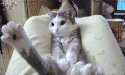 kitten-entrapment