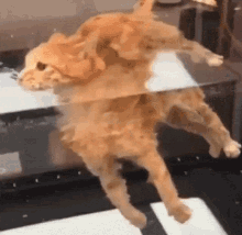cat-berg-cat.gif