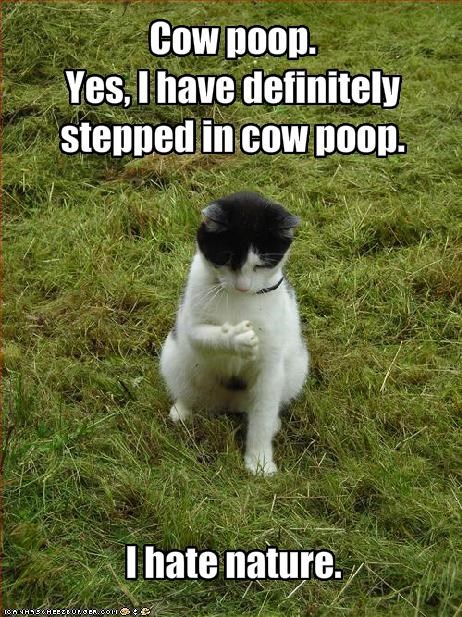 cow-poop-yes-i-have-definitely-stepped-in-cow-poop