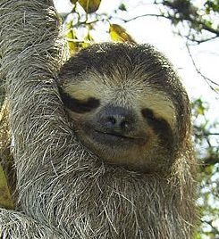 slothface.jpg