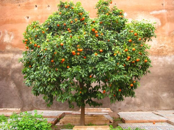 Orange-Tree.jpg
