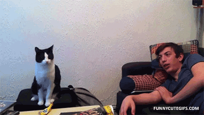 ani_cat-gimme-five.gif