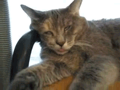 cat-is-a-creepy-sleeper