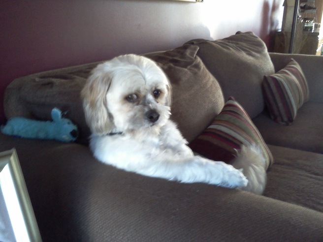 dog_swagger.jpg