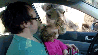 gif-of-a-camel-trying-to-bite-a-toddler