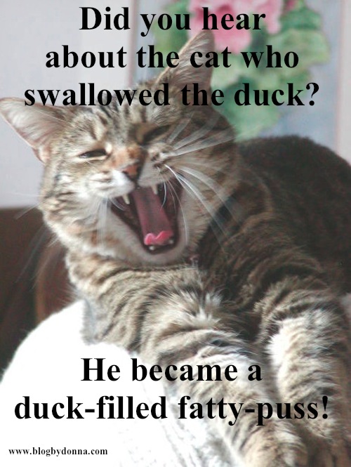 CatMemeJoke12.jpg