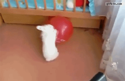 1363024460_balloon_popping_scares_rabbit.gif