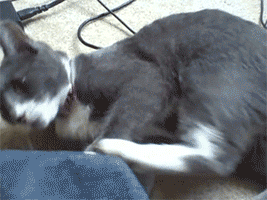 1c7ebb4f15a2cf4daca2f9c8de67f1f8.gif