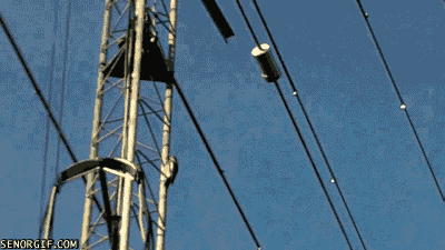 silliest-woodpecker-in-north-carolina