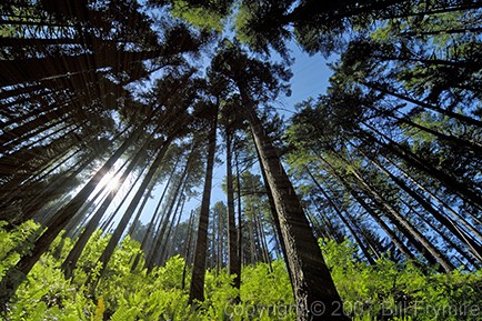 tall-trees-encircle-sunlight.jpg