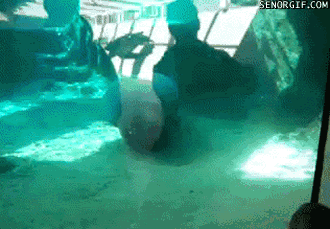 YOhakW1.gif