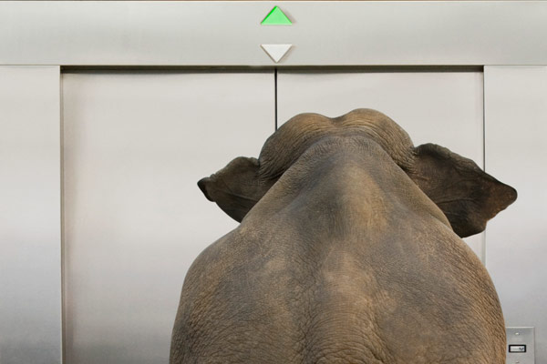 elephant-in-the-room-elevator-42-19143651.jpg