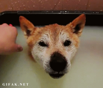 smiley-bath-dog.gif