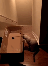 have-a-nice-trip-mr-whiskers