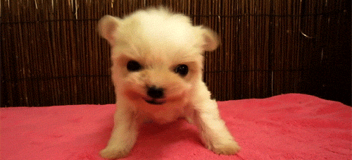 bguXM.gif
