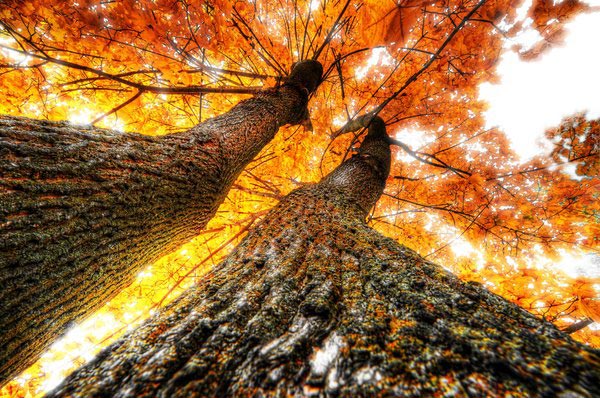 HDR_Trees_by_Korbdog.jpg