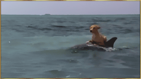 dog-riding-on-a-dolphins-back-through-the-water