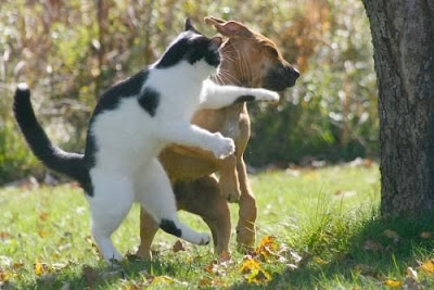 cats+3.jpg