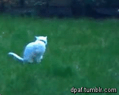 ani_spining-cat.gif