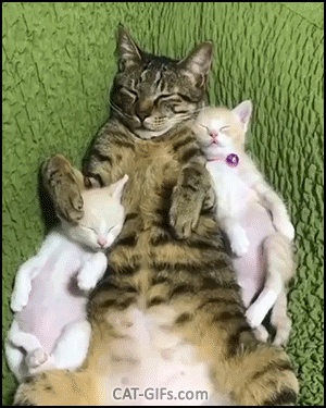 570e0c45a8e581577f5c1f05a8863030.gif
