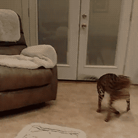9YaL.gif