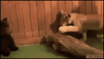 6YM1k1d.gif