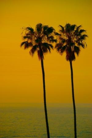 la-jolla-sunset-and-palm.jpg