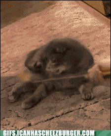 animal-gifs-my-mind-has-been-blown