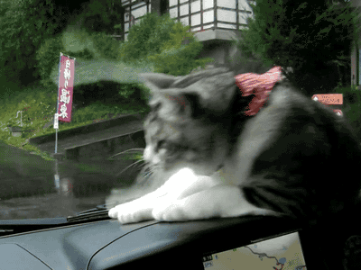 ani_cat-chases-windshield-wiper.gif