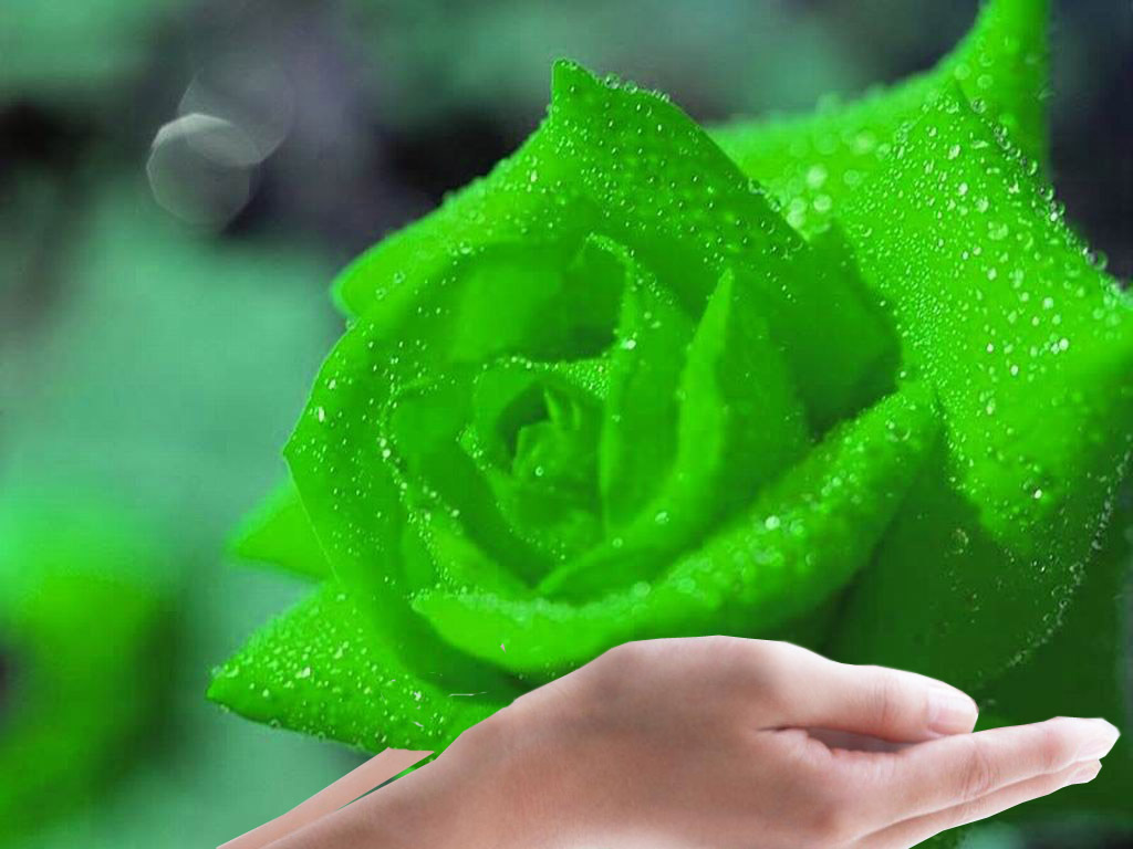 green+rose+7.jpg