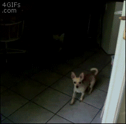 XATFtfi.gif