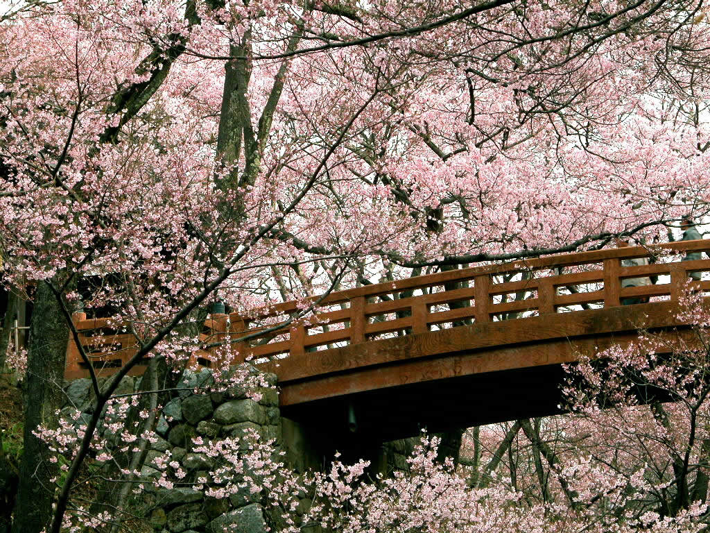 cherry-blossom.jpg