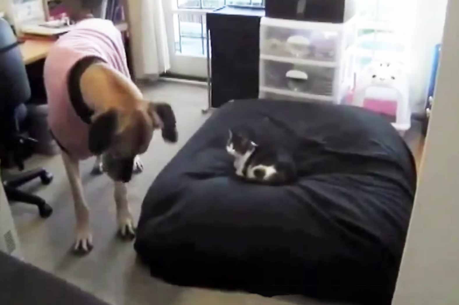 cats-stealing-dog-beds-image10.jpg