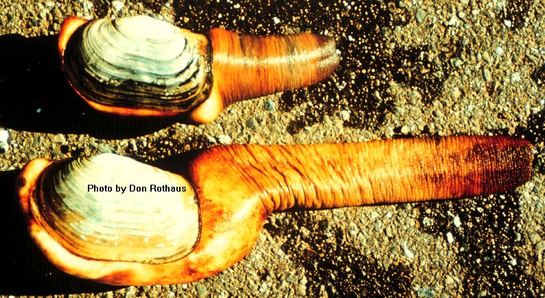 2geoduck1.jpg