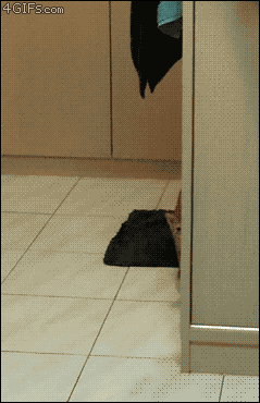 ani_startle-the-cat.gif