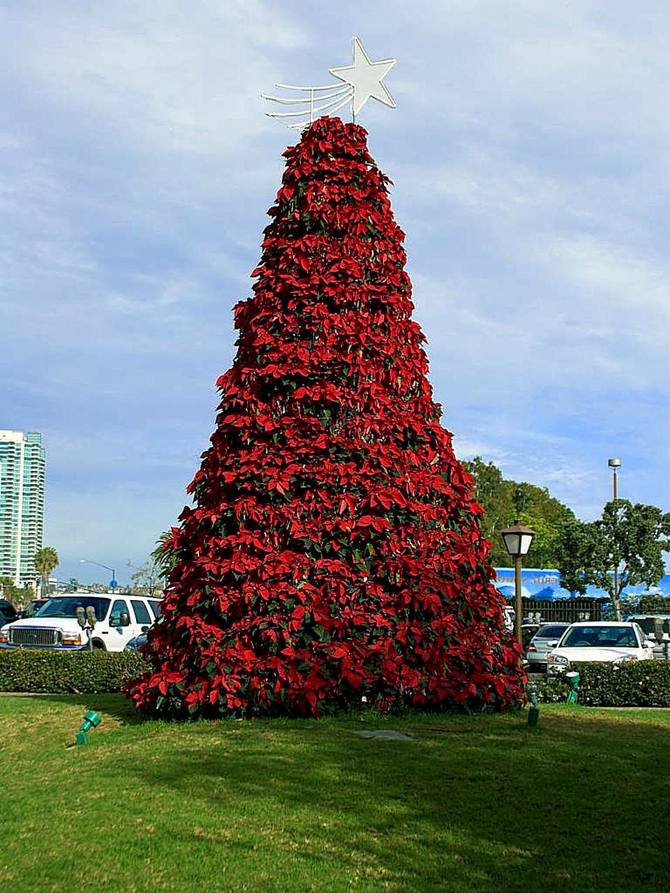 Christmas_poinsettia_tree_in_san_diego.jpg