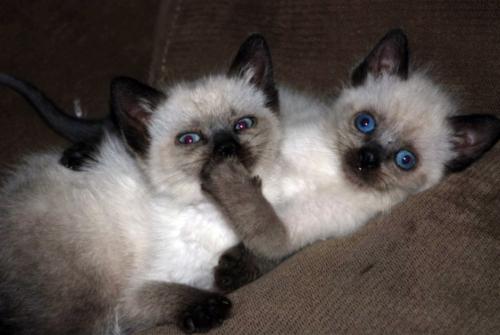 shhh-cat.jpeg