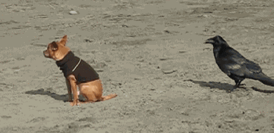 giphy.gif