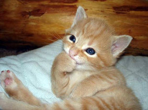 cutest_kitten_eva_by_blackwolborg_107.jpg