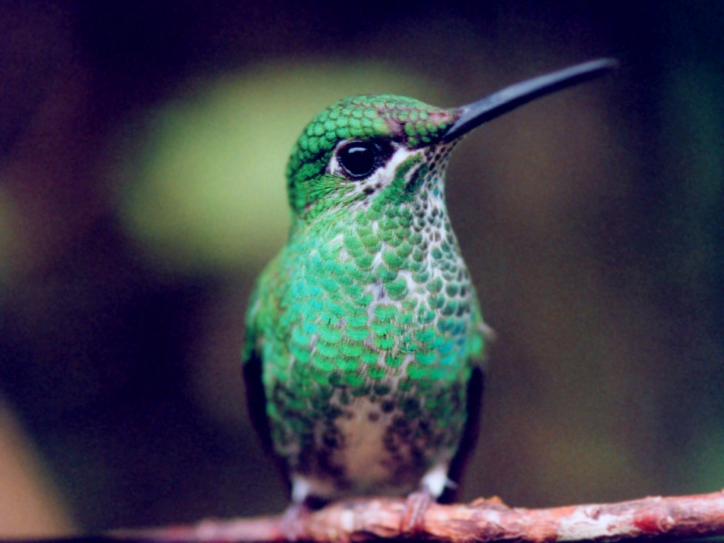 MonteverdeHummingbirdFemale.jpg